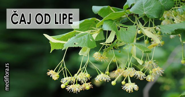 Čaj-od-lipe