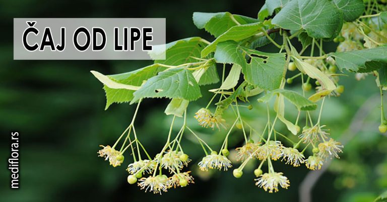 Čaj-od-lipe