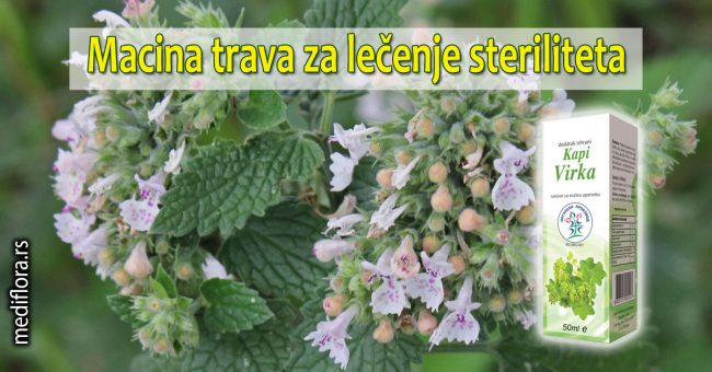 Macina-trava-za-lečenje-steriliteta Macina trava za lečenje steriliteta