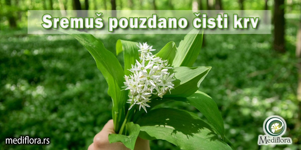 Sremuš-pouzdano-čisti-krv