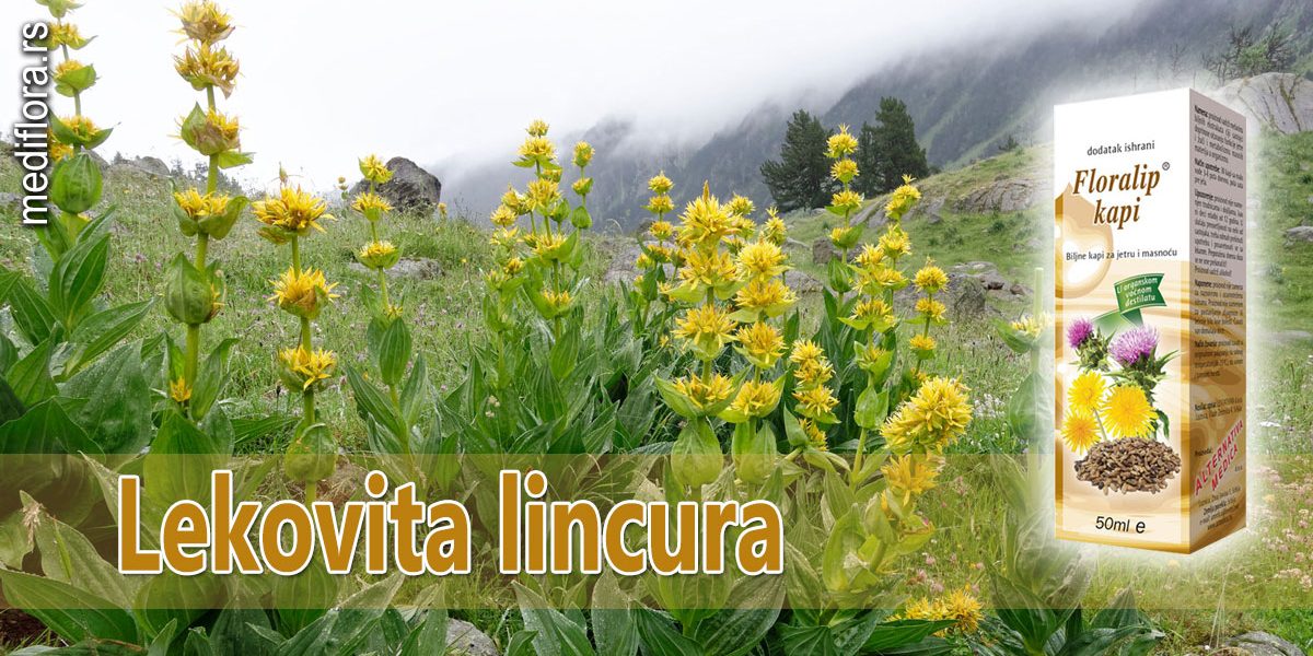 Lekovita-lincura Lekovita lincura