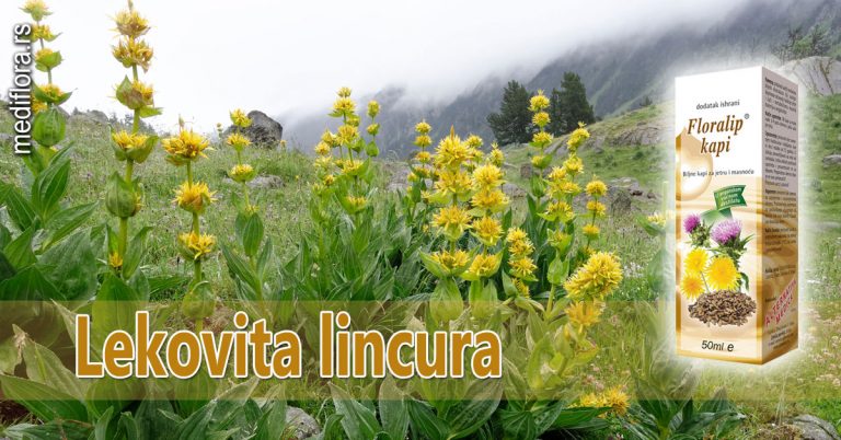 Lekovita lincura