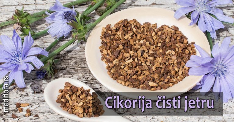 Cikorija-čisti-jetru Cikorija čisti jetru