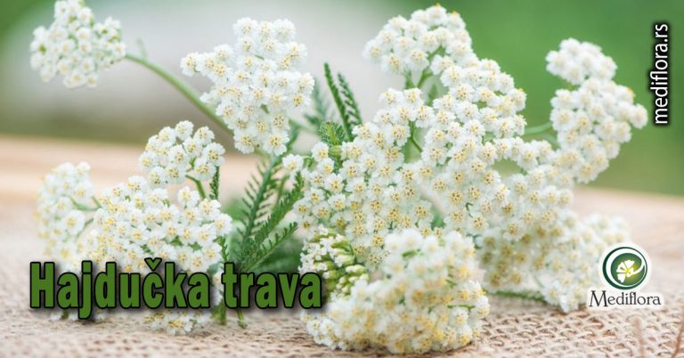 Hajdučka-trava Hajdučka trava