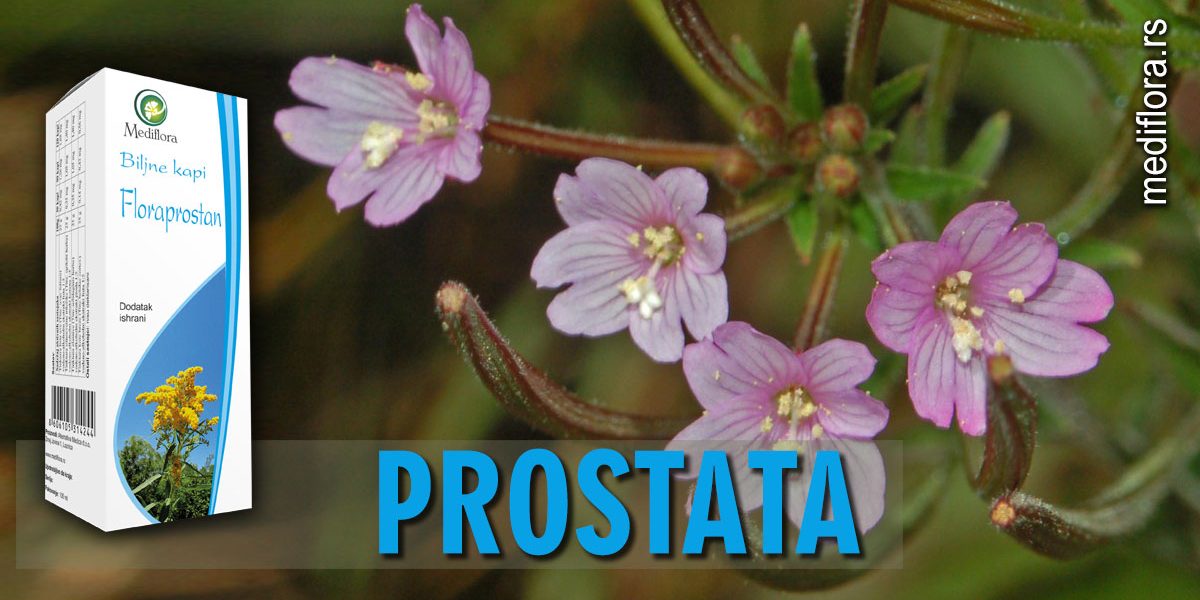 prostata Prostata