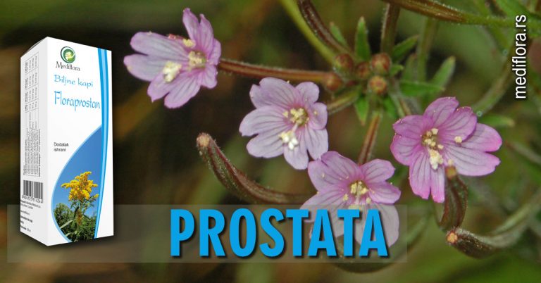 prostata Prostata