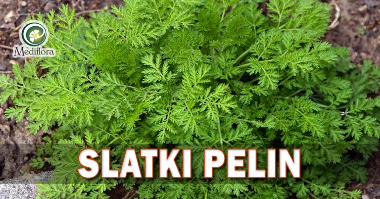 Slatki-pelin