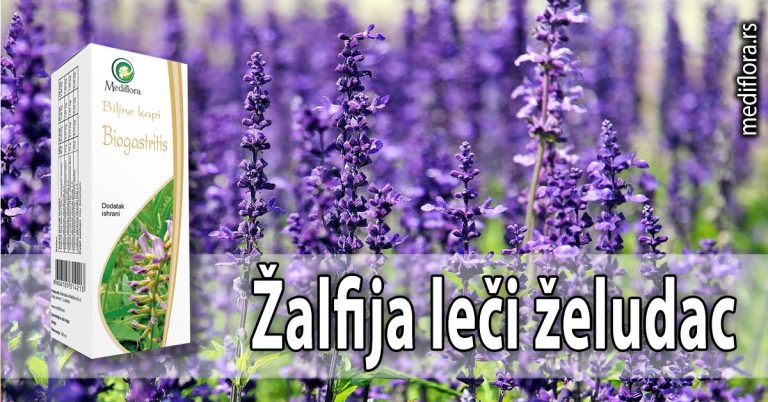 Žalfija-leči-želudac Žalfija leči želudac