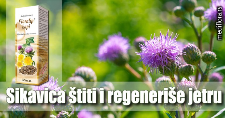Sikavica-štiti-i-regeneriše-jetru Sikavica