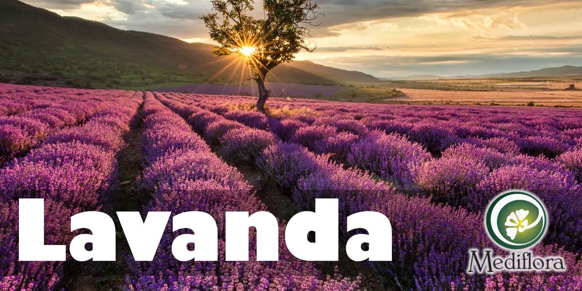 Lavanda Lavanda