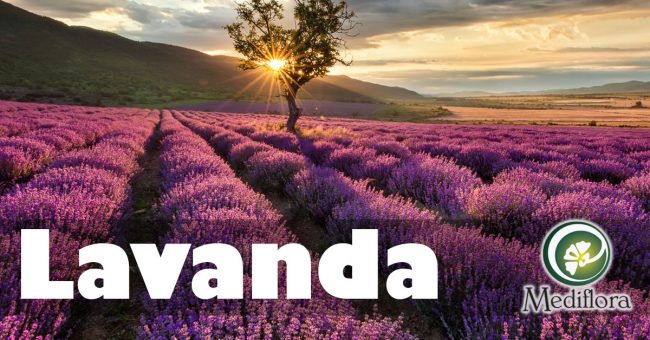Lavanda