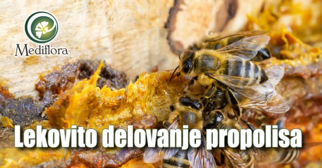 propolis