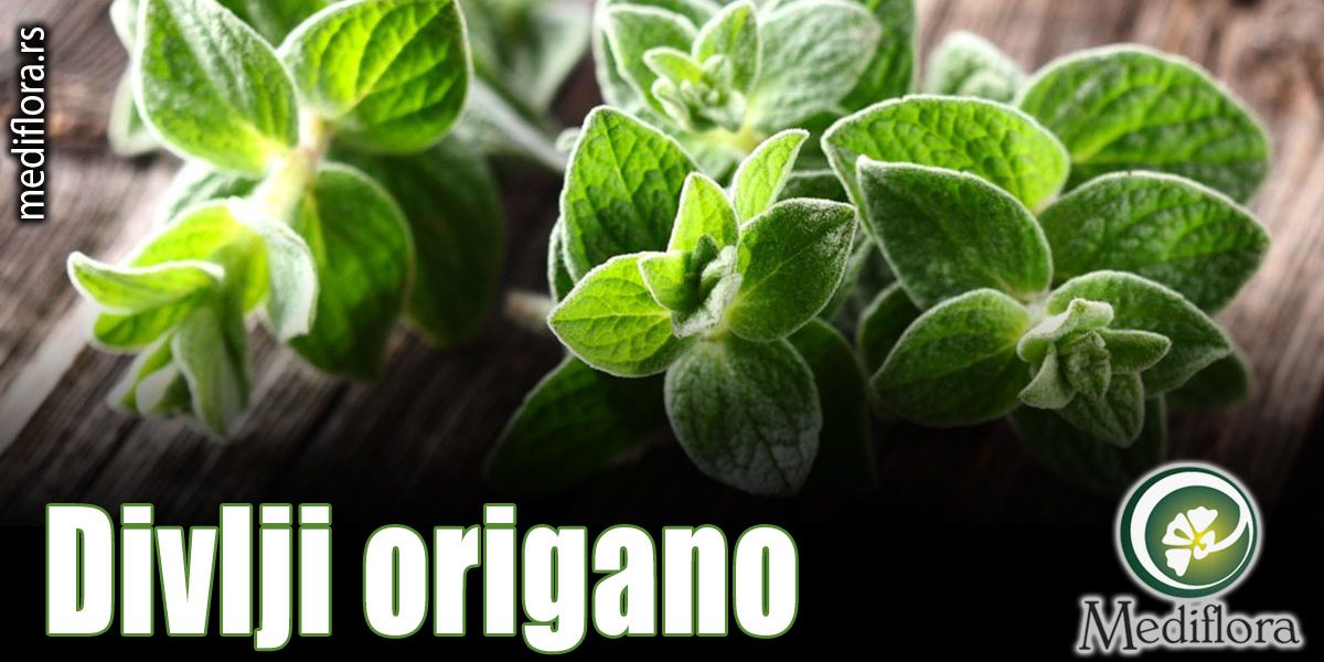 Divlji-origano Divlji origano