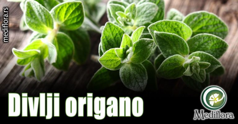 Divlji-origano Divlji origano