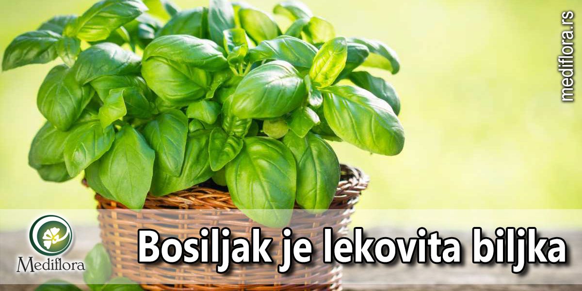 Bosiljak-je-lekovita-biljka Bosiljak je lekovita biljka