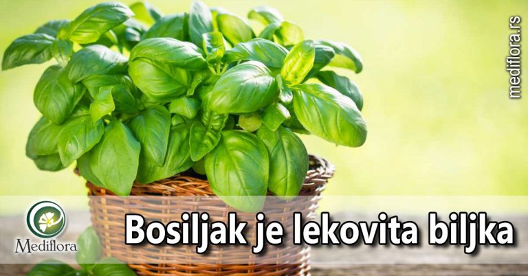 Bosiljak-je-lekovita-biljka Bosiljak je lekovita biljka