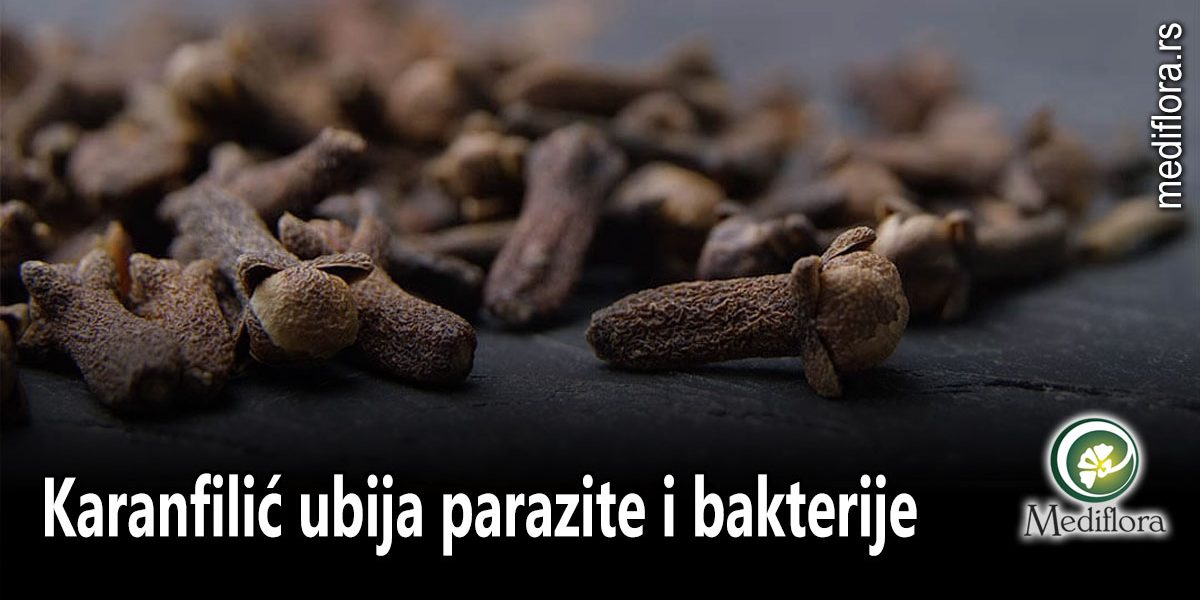 Karanfilić-ubija-parazite-i-bakterije