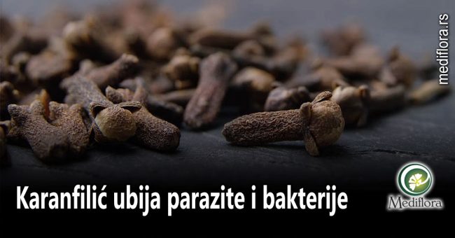 Karanfilić-ubija-parazite-i-bakterije