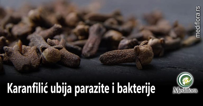 Karanfilić-ubija-parazite-i-bakterije