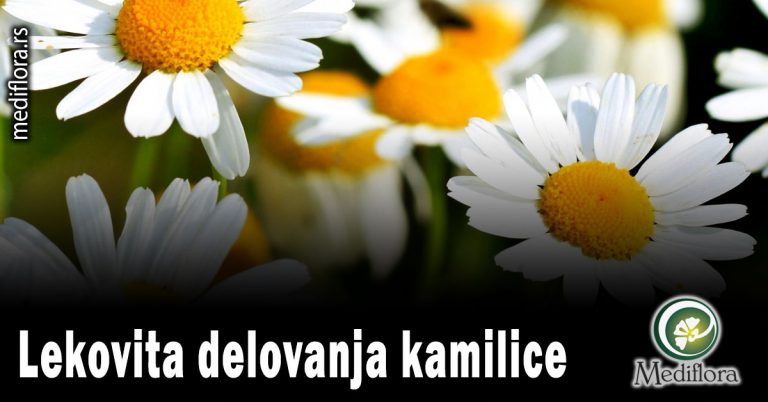 Lekovita-delovanja-kamilice Lekovita delovanja kamilice