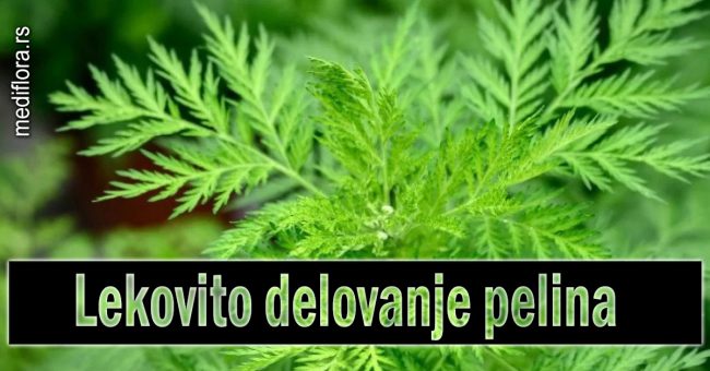 Lekovito-delovanje-pelina Lekovito delovanje pelina
