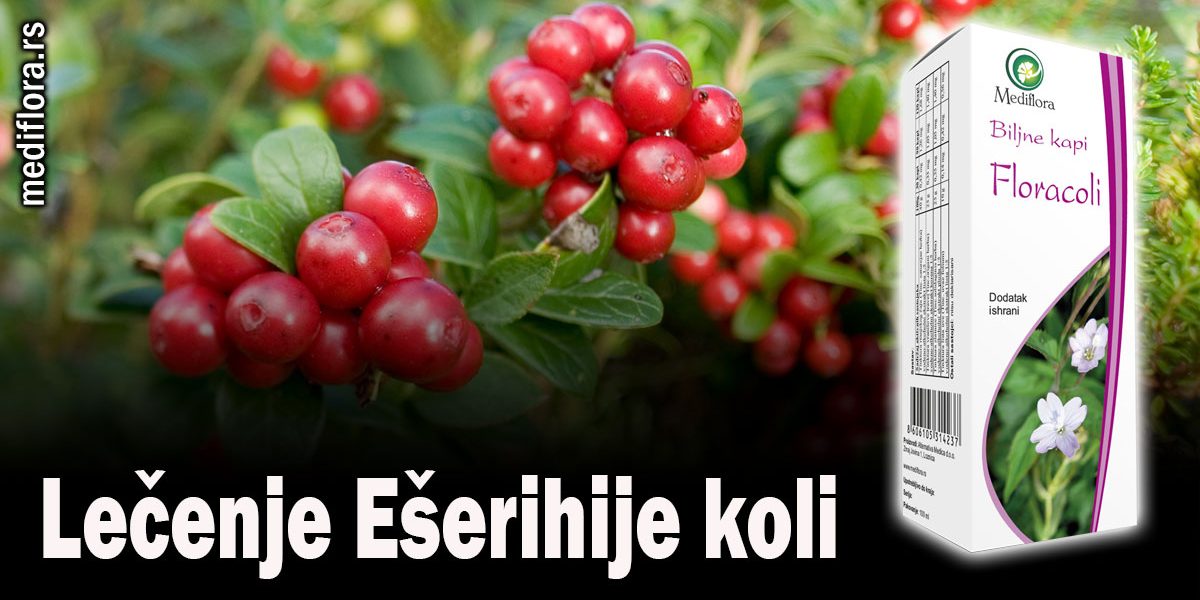 Lečenje Ešerihije koli