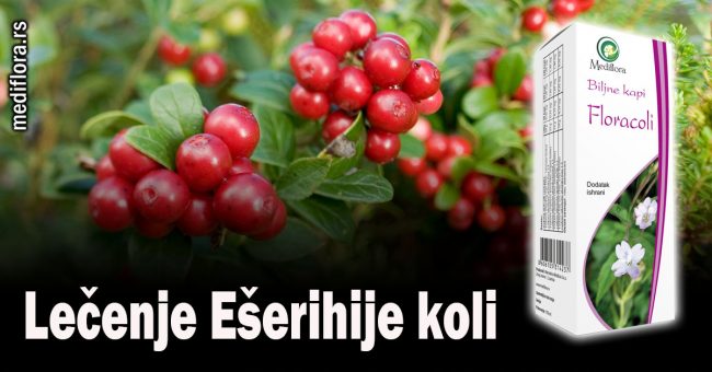 Lečenje Ešerihije koli