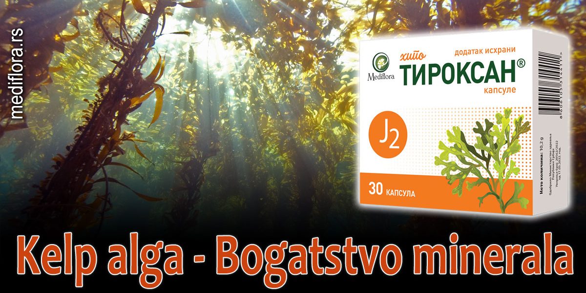 Kelp-alga—Bogatstvo-minerala Kelp alga