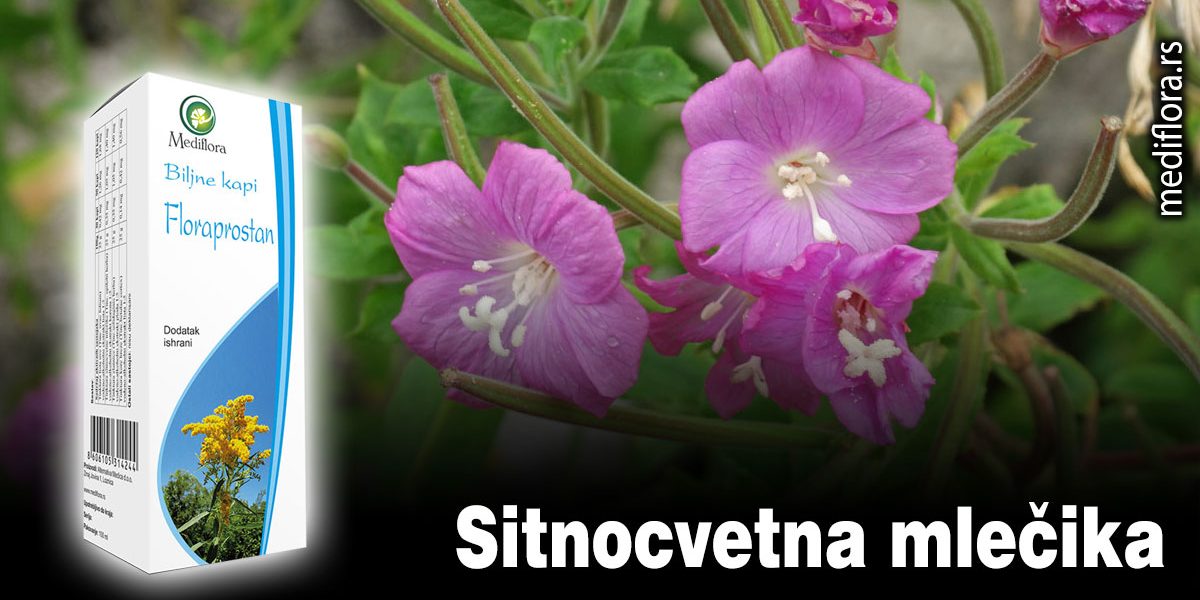 Sitnocvetna mlečika