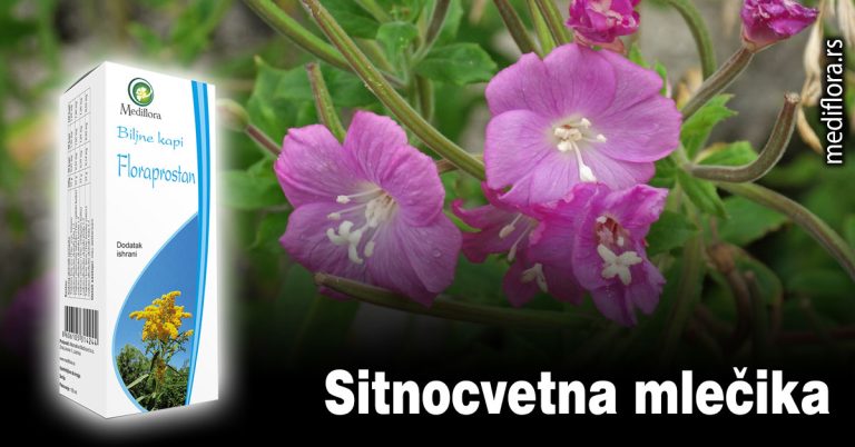 Sitnocvetna mlečika