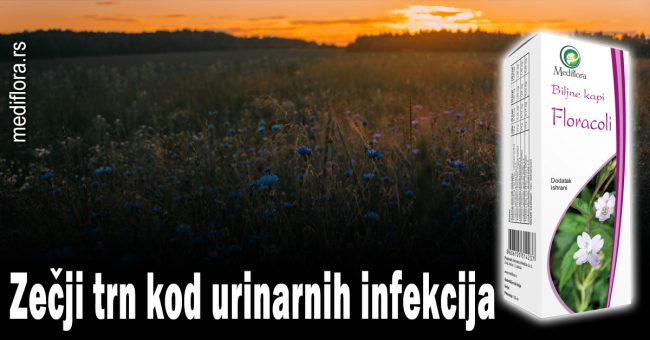 Zečji-trn-kod-urinarnih-infekcija Zečji trn kod urinarnih infekcija
