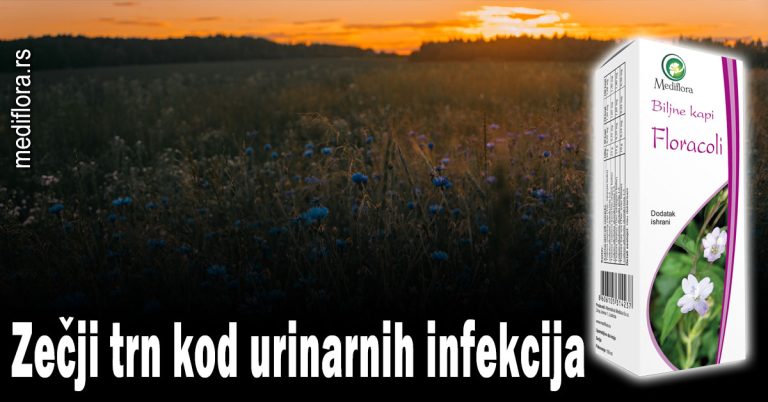 Zečji trn kod urinarnih infekcija