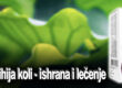 Ešerihija koli - ishrana i lečenje