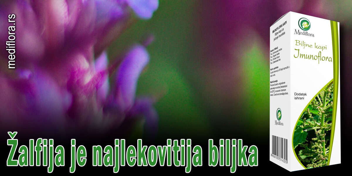 Žalfija je najlekovitija biljka