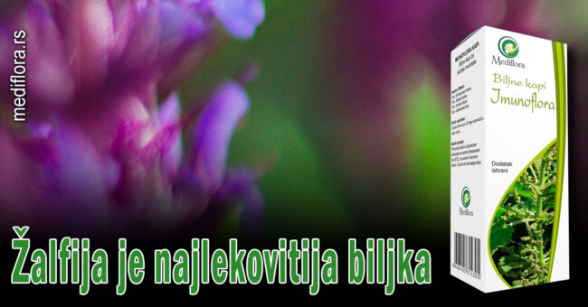 Žalfija je najlekovitija biljka