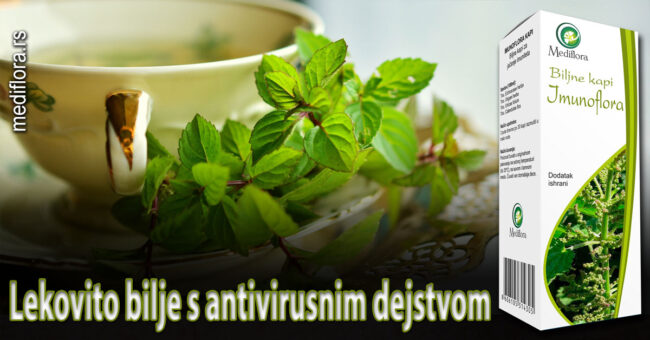 Lekovito bilje s antivirusnim dejstvom