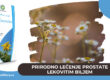 Prirodno lečenje prostate lekovitim biljem