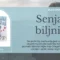 Senjački biljni čaj na prirodan način umiruje i ublažava grčeve